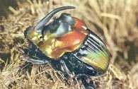 Owady: rogaty chrząszcz Phanaeus imperator /Encyklopedia Internautica