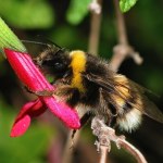 Owady znów zaskoczyły. Trzmiele rozumieją język, którym się posługujemy
