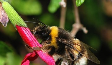 Owady znów zaskoczyły. Trzmiele rozumieją język, którym się posługujemy
