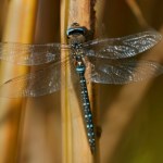Owadzi symbol polskiej jesieni. To idealna kandydatka