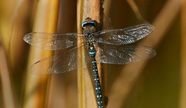 Owadzi symbol polskiej jesieni. To idealna kandydatka