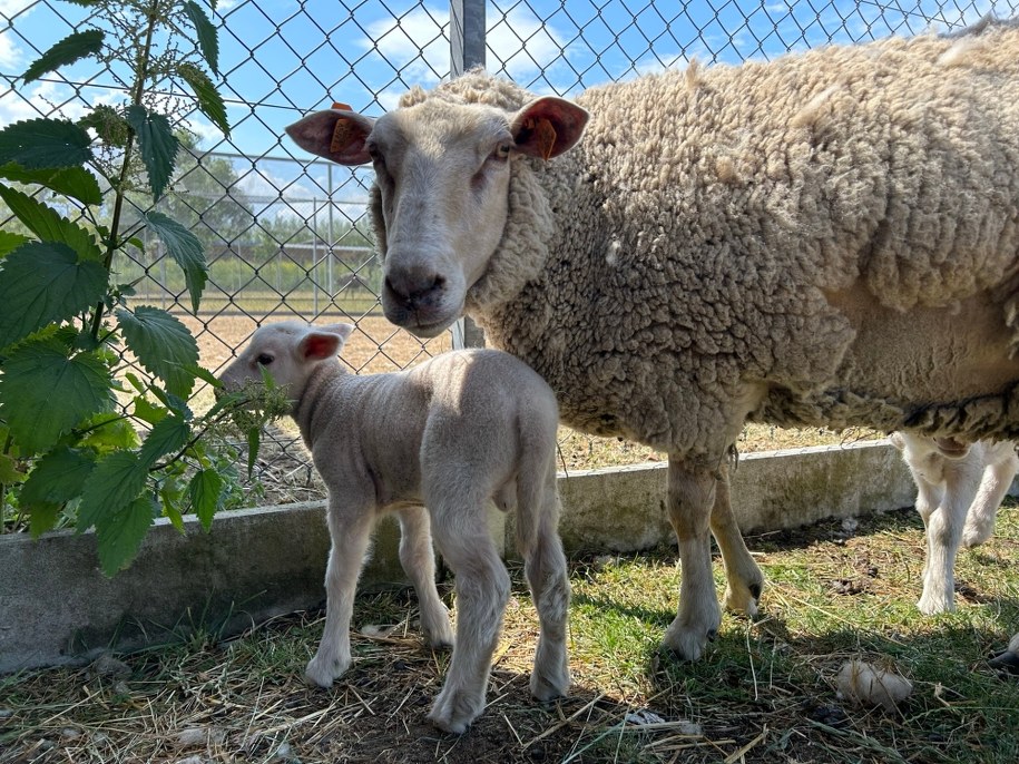 Owca Basia została mamą dwóch tryków. /Aneta Łuczkowska, RMF FM /RMF FM - reporter