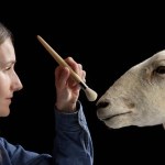 Owca Morag trafiła do muzeum. To ona utorowała drogę słynnej Dolly