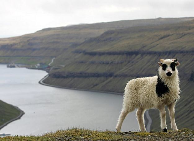 Owca nad brzegiem oceanu - typowy farerski obrazek /AFP