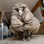 Owca-uciekinierka obrosła 35 kg wełny [ZDJĘCIA]