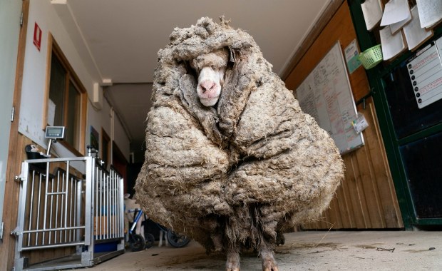 Owca-uciekinierka obrosła 35 kg wełny [ZDJĘCIA]