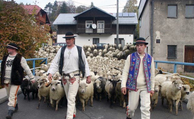 Owce, dzwonki i tradycja: Jubileuszowy Redyk Jesienny w Szczawnicy 