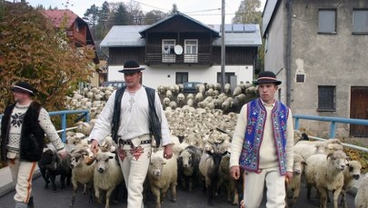 Owce, dzwonki i tradycja: Jubileuszowy Redyk Jesienny w Szczawnicy 
