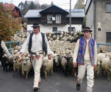 Owce, dzwonki i tradycja: Jubileuszowy Redyk Jesienny w Szczawnicy 