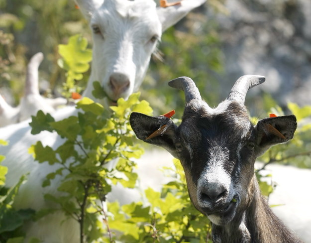 Owce i kozy zastąpią kosiarki w parkach w Rzymie