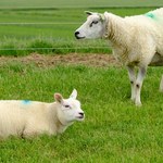 Owce jedzące wodorosty szansą na zmniejszenie emisji metanu