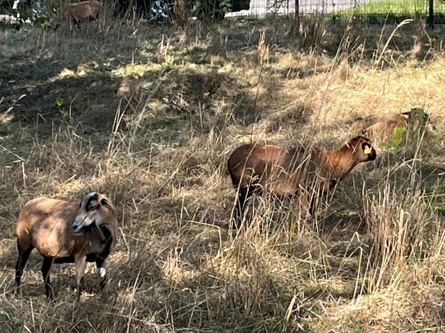 Owce "koszą" trawę w Brynowie /Anna Kropaczek /RMF FM - reporter