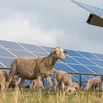 Owce, które pracują na farmie słonecznej. O co chodzi w agrowoltaice?