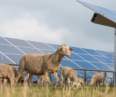 Owce, które pracują na farmie słonecznej. O co chodzi w agrowoltaice?