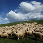 Owce na ratunek Beskidom