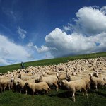 Owce na wałach przeciwpowodziowych