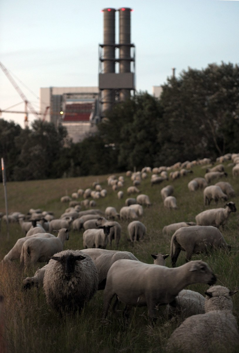 Owce pasą się na łące w pobliżu elektrowni Moorburg /Getty Images/Flash Press Media