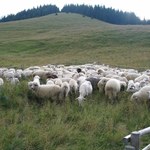 Owce ratują Jurę Krakowsko-Częstochowską