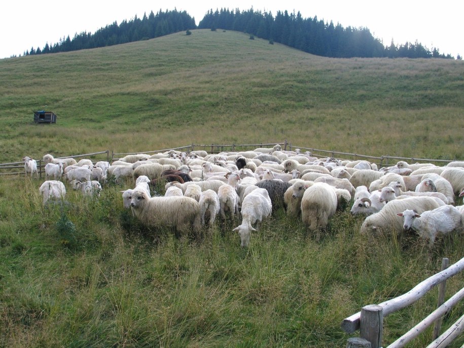 Owce ratują Jurę Krakowsko-Częstochowską