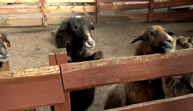 Owce strażniczki w polskim zoo. Beczą, gdy wyczują intruza
