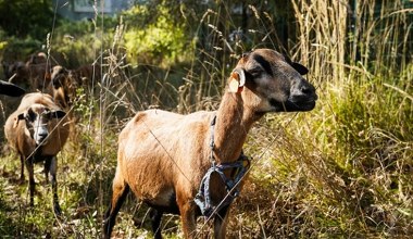 Owce w Katowicach koszą jak szalone. "Wynegocjowały sobie nowy kontrakt"