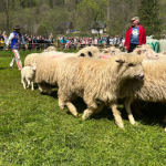 Owce wracają na hale, a Pieniny świętują. Wiosenny redyk w Szczawnicy 