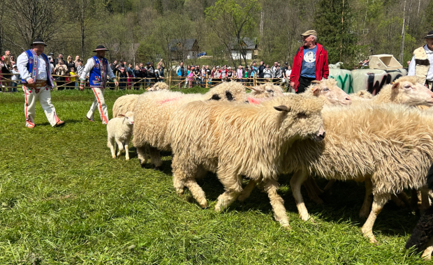 Owce wracają na hale, a Pieniny świętują. Wiosenny redyk w Szczawnicy 