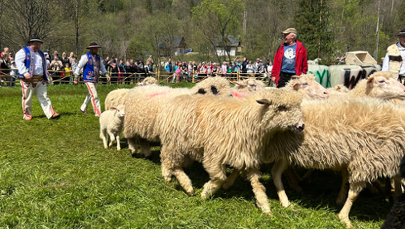 Owce wracają na hale, a Pieniny świętują. Wiosenny redyk w Szczawnicy 