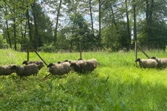 Owce wrzosówki w parku Arkadia