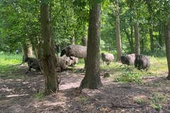 Owce wrzosówki w parku Arkadia