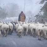 Owce zaczynają schodzić z tatrzańskich hal