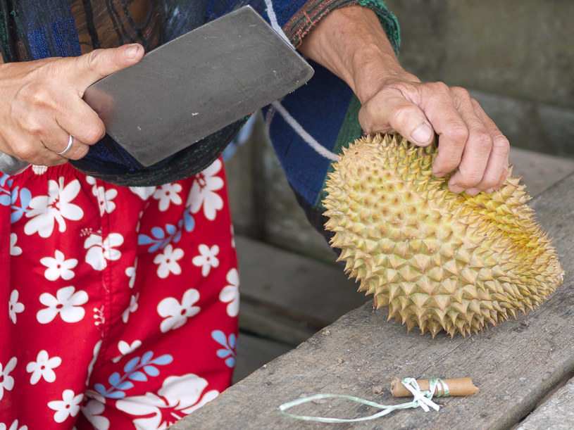 owoc durian właściwowści /© Photogenica