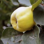 Owoc jest twardy i kwaśny, po przetworzeniu aromatyczny i pyszny. Ma ogrom potasu, wzmacnia mięśnie i odporność