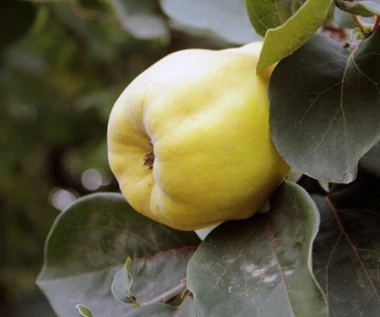 Owoc jest twardy i kwaśny, po przetworzeniu aromatyczny i pyszny. Ma ogrom potasu, wzmacnia mięśnie i odporność