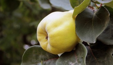 Owoc jest twardy i kwaśny, po przetworzeniu aromatyczny i pyszny. Ma ogrom potasu, wzmacnia mięśnie i odporność