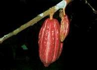 Owoc kakaowca /Encyklopedia Internautica