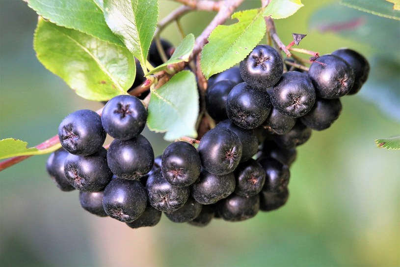 Owoce aronii wyglądem przypominają jagody lub czarne porzeczki /123RF/PICSEL