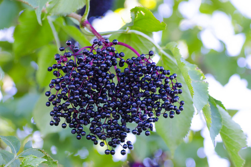 Owoce czarnego bzu wykorzystywane są często do przetworów /123RF/PICSEL