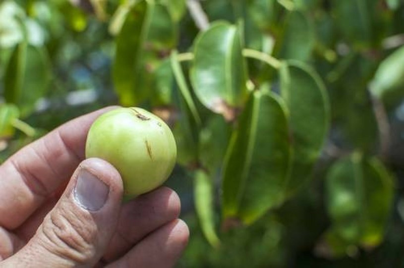 Owoce drzewa manchineel /East News