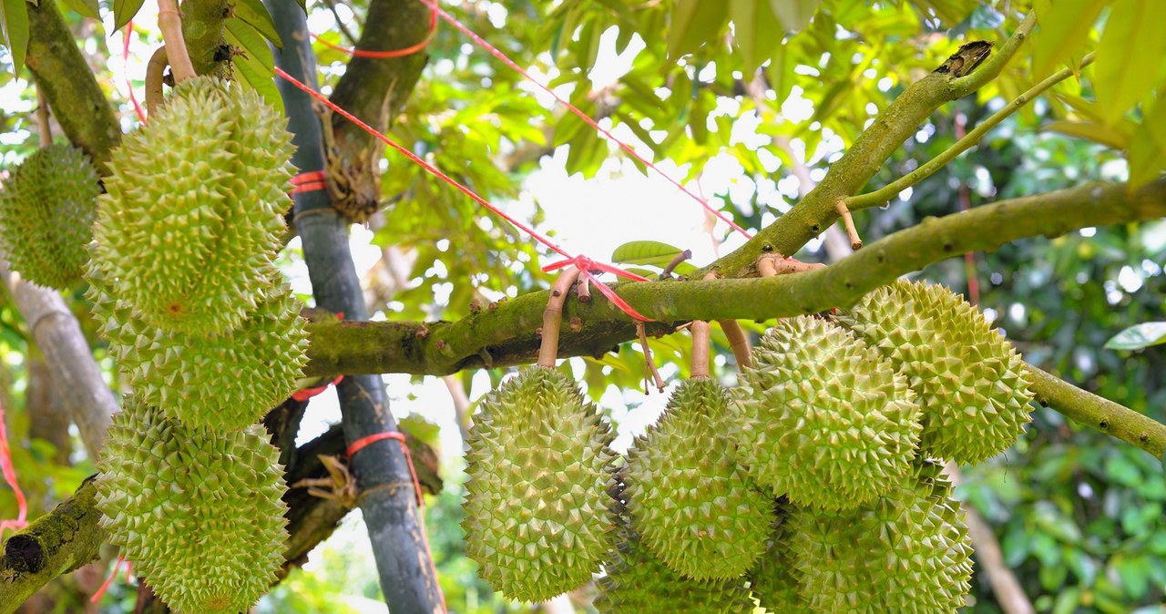 Owoce duriana na gałęzi rosnące na tajskiej uprawie. Widać linki podtrzymujące gałąź obciążoną owocami. /norgal /123RF/PICSEL
