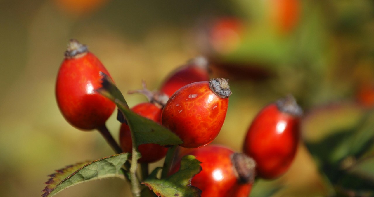 Owoce dzikiej róży nadadzą się na domowe kosmetyki /Pixabay /pexels.com
