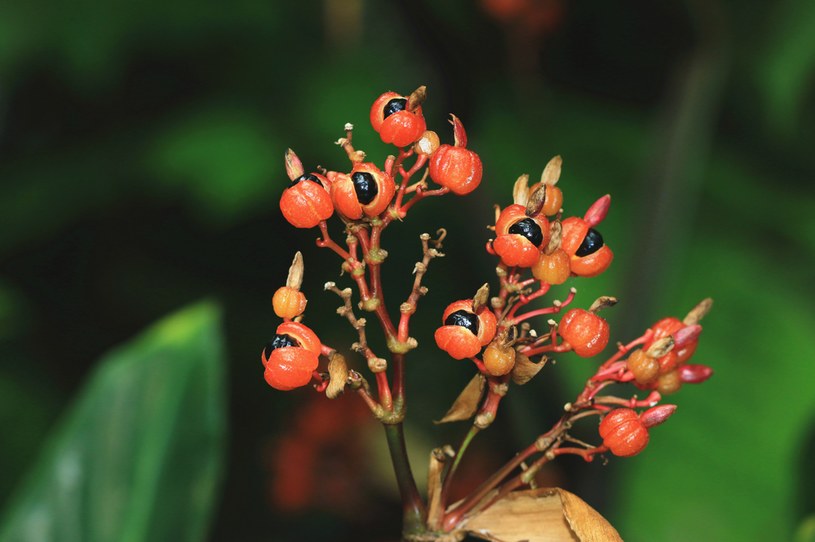 Owoce guarany mają jaskrawą barwę i czarne nasiono wewnątrz. Zawierają znacznie więcej kofeiny niż ziarna kawowca /123RF/PICSEL