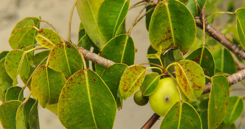 Owoce manchineel można pomylić z jabłkami /123RF/PICSEL