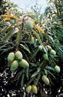Owoce mango /Encyklopedia Internautica