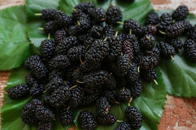 Owoce morwy czarnej zawierają dużo witamin, są niskokaloryczne i mogą po nie sięgać osoby chorujące na cukrzycę /123RF/PICSEL