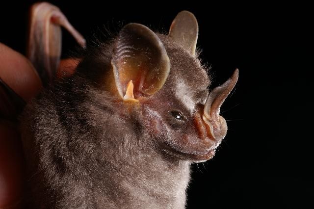 Owocowiec karłowaty i jego wypustki na głowie /Alex Borisenko, Biodiversity Institute of Ontario /Wikimedia