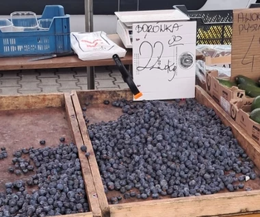 Owocowy przekręt na targach kwitnie. "To nie może być borówka krajowa" 
