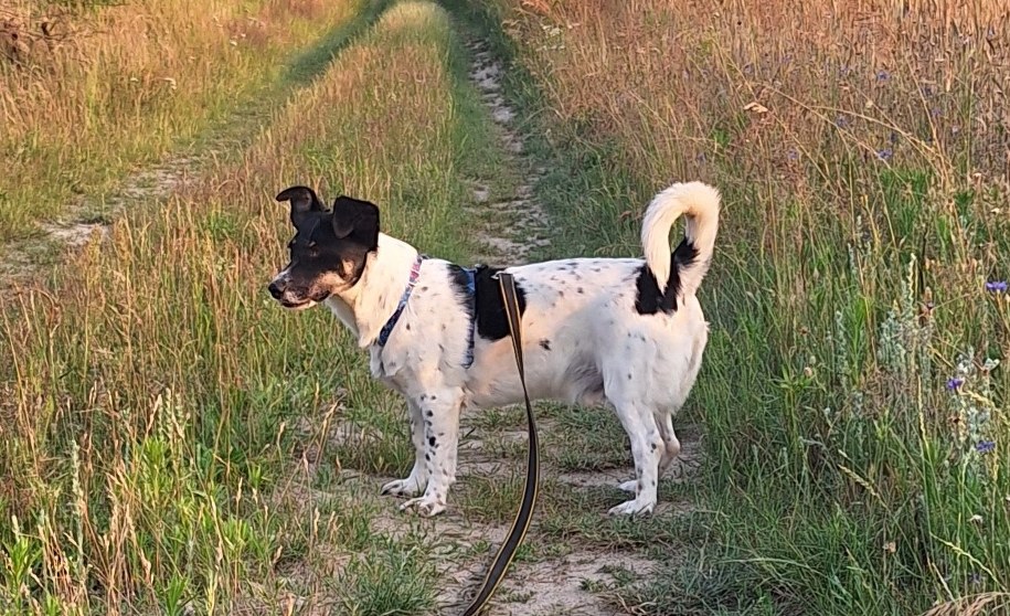 Ozi jest jednym z podopiecznych fundacji "Zielony Pies", który czeka na adopcję /