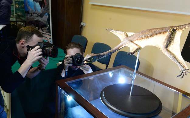 Ozimek volans to największe zwierzę latające triasu /Jacek Turczyk /PAP