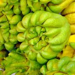 Pachnie jak lawenda, smakuje jak cytryna. Zalecany przy cukrzycy, wysokim ciśnieniu i stanach zapalnych wątroby